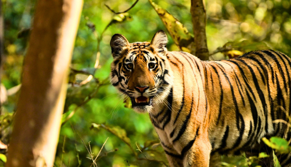 Christmas & New Year Trips: 5 Offbeat Alternatives to Ooty & Kodaikanal